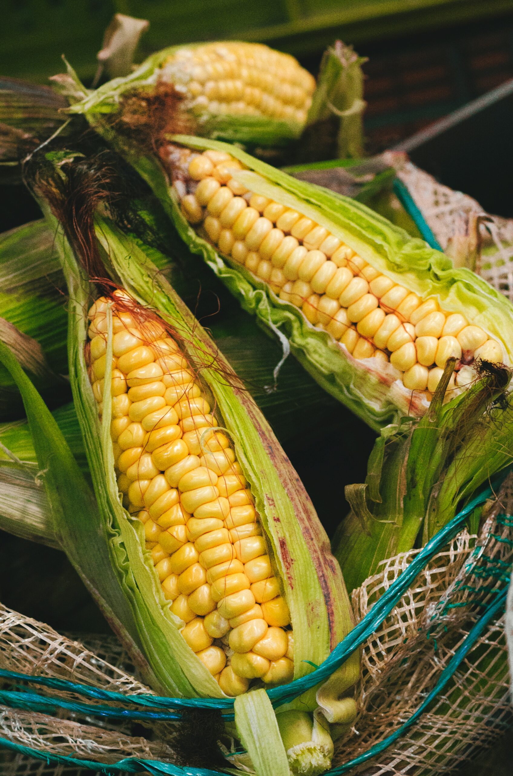 Corn 2 Corn 2