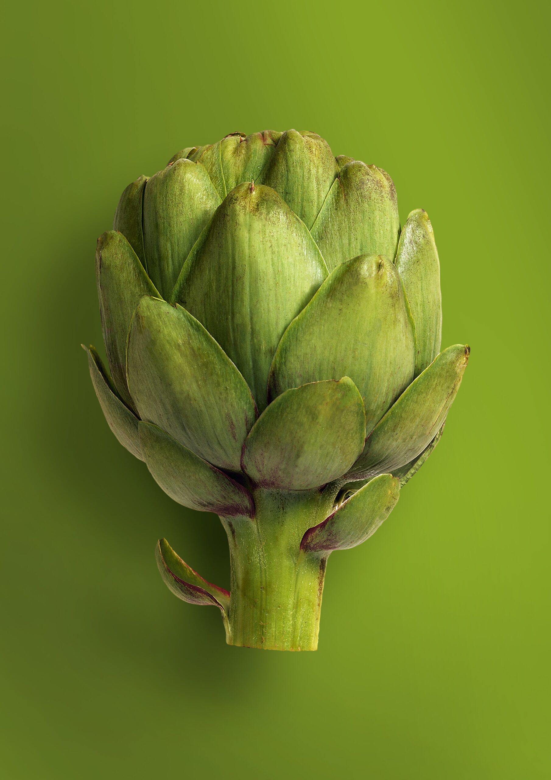 Artichoke 1 Artichoke 1