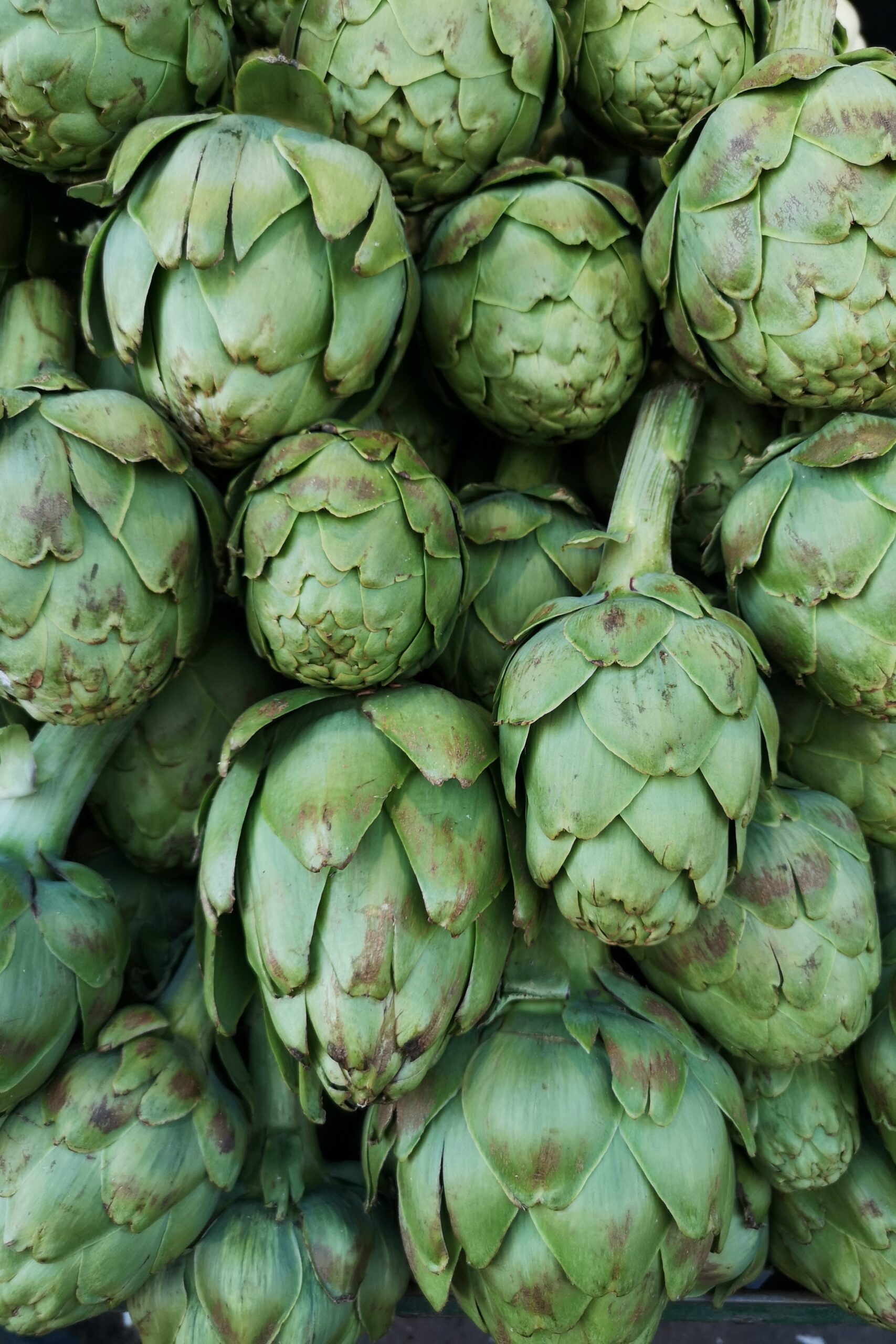 Artichoke 2 Artichoke 2