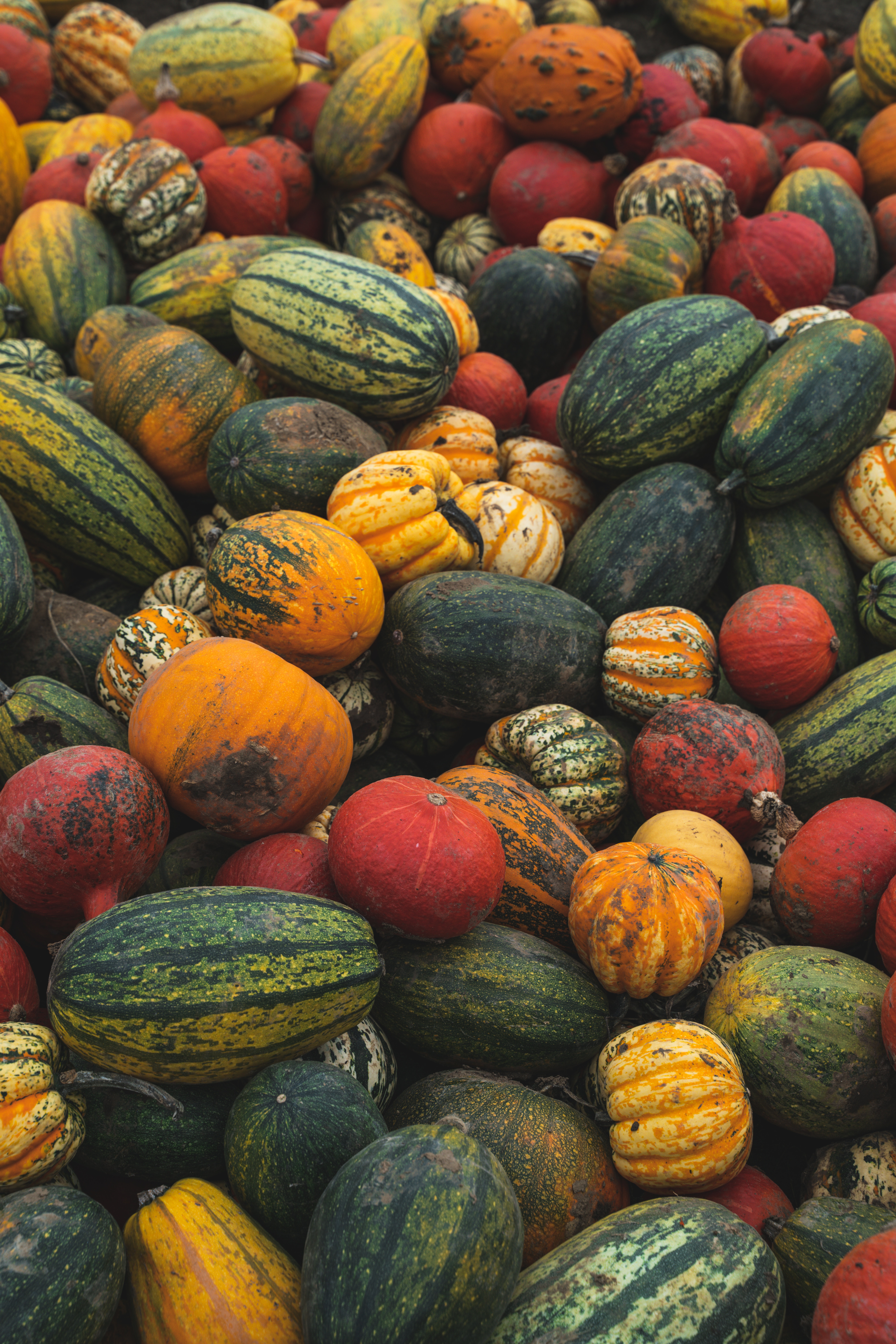 Melons 2 Melons 2